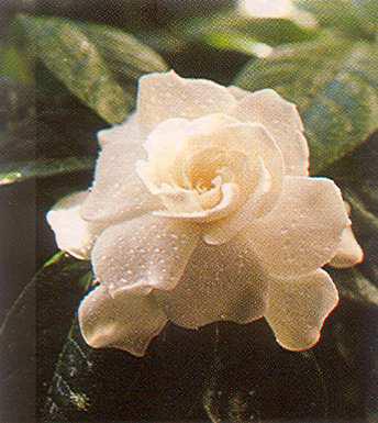 Gadenia