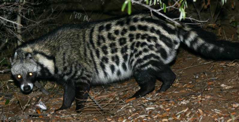 Civet